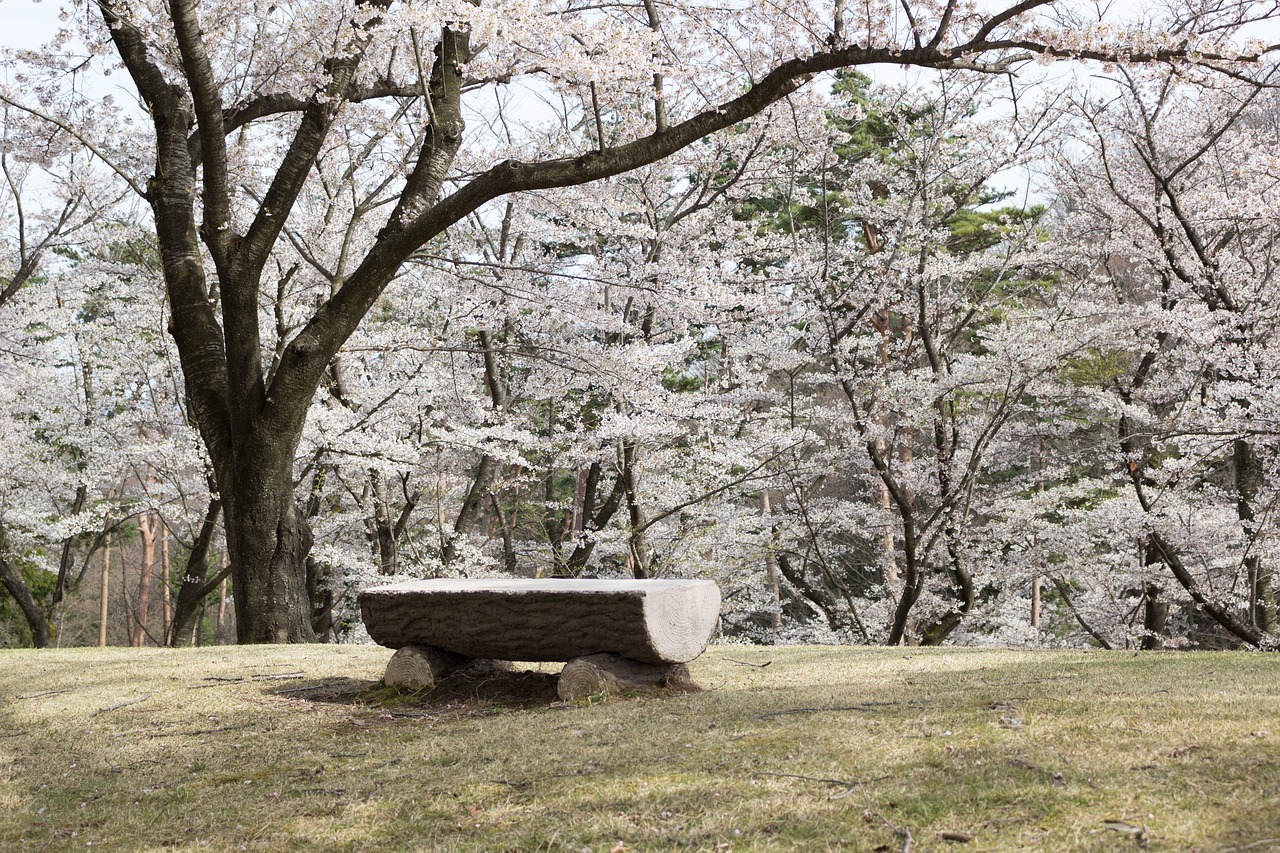 flowers cherry japan free photo