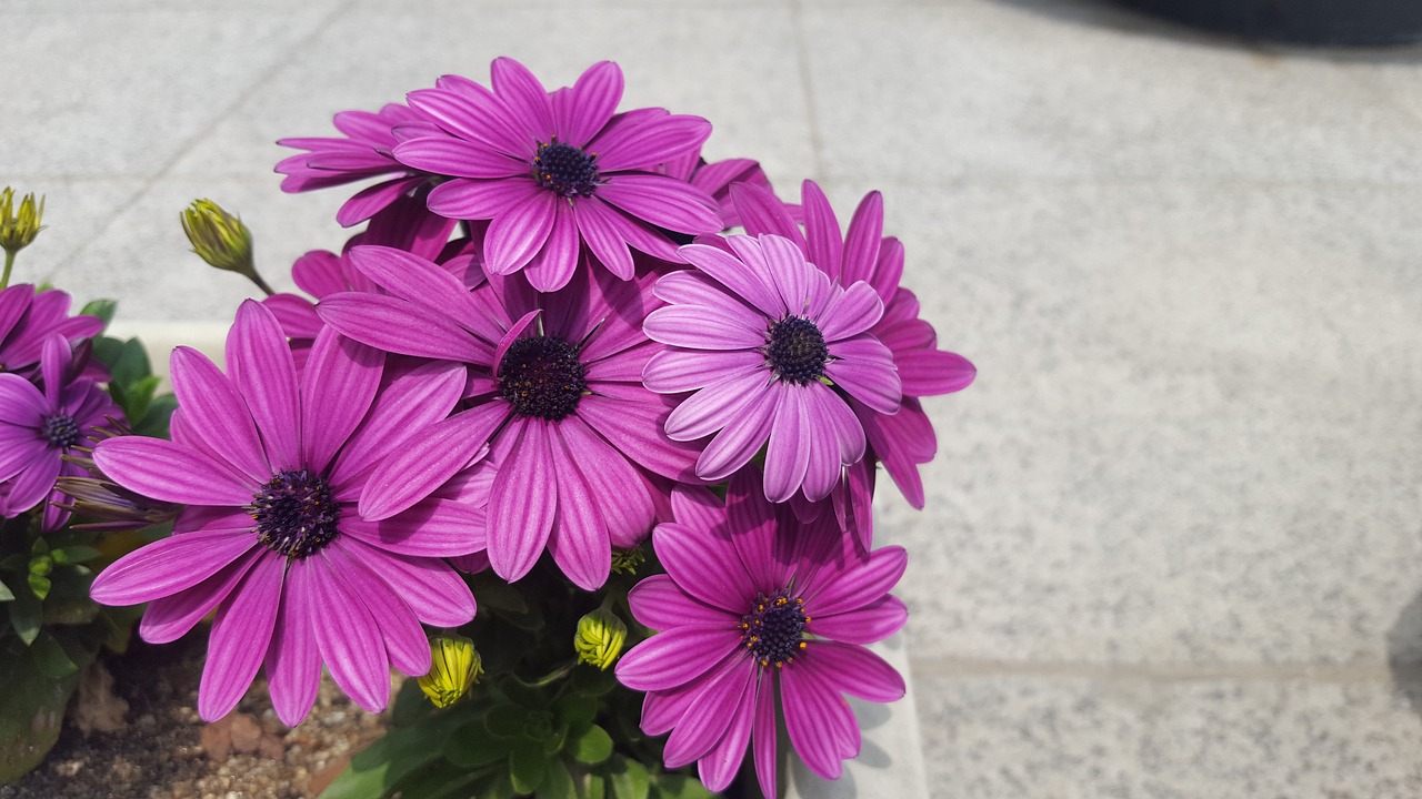 flowers potted plant purple free photo