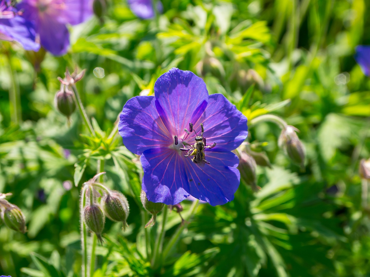 flowers summer summer flowers free photo