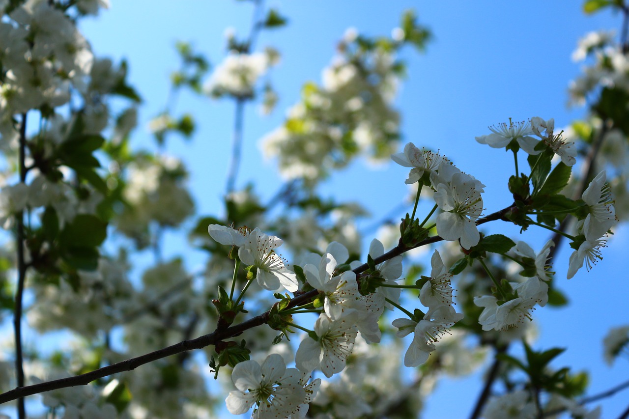 flowers bloom spring free photo