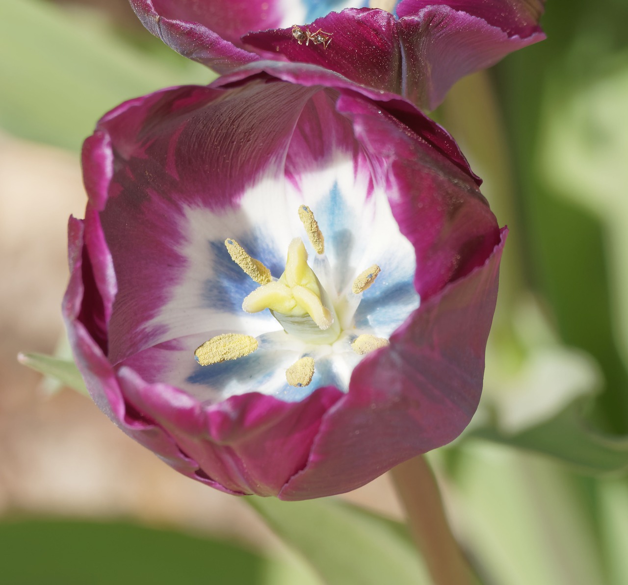 flowers tulip tulip spring free photo