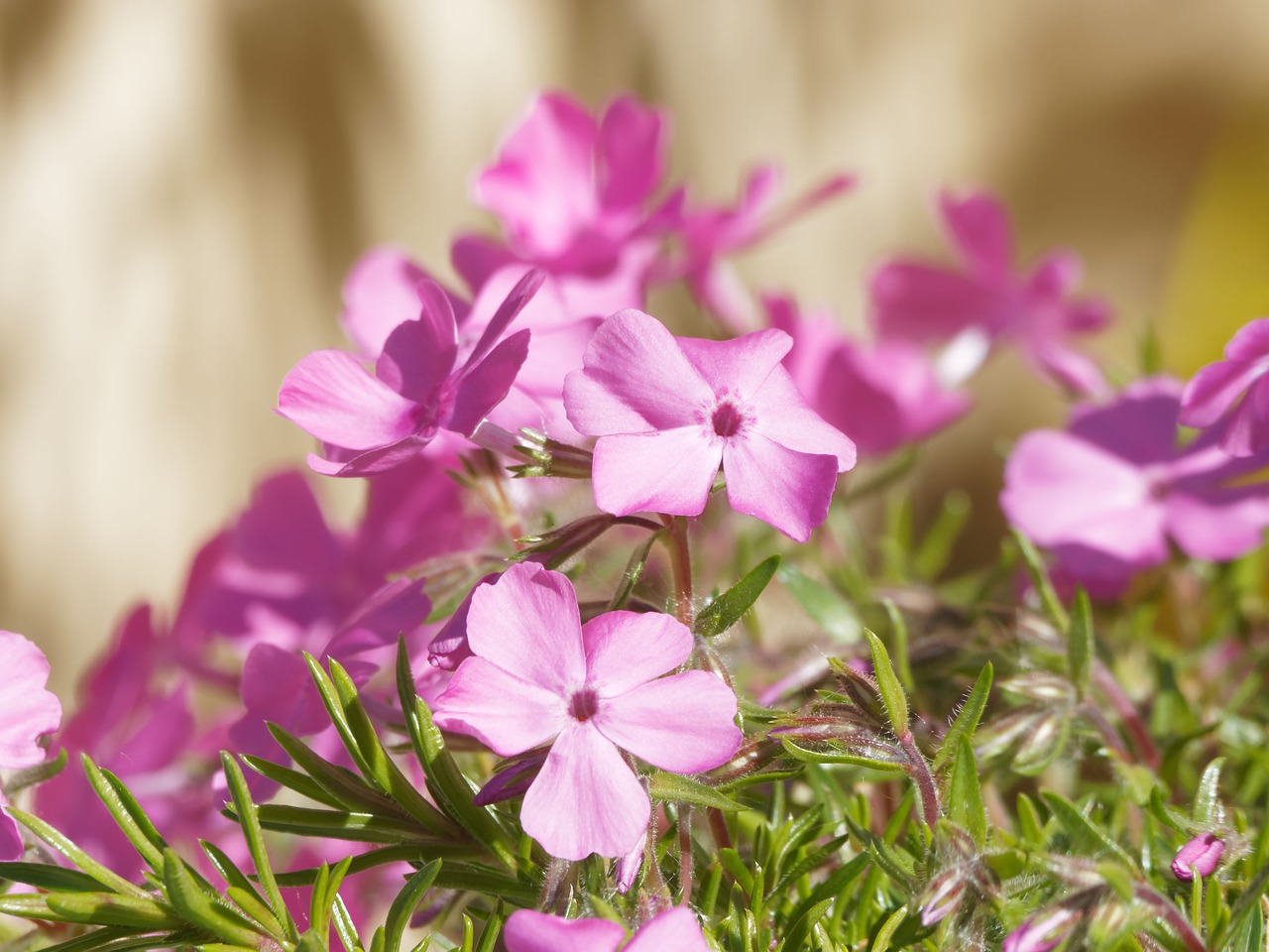 flowers spring phlox free photo