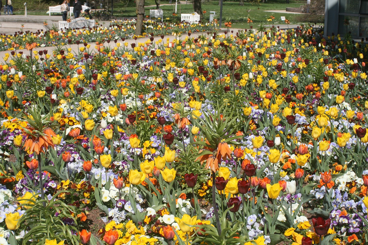 flowers spring meadow free photo