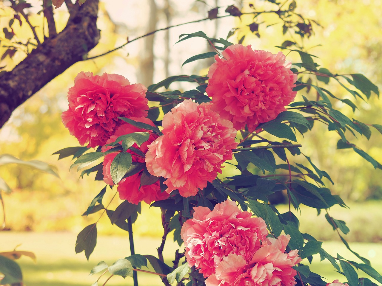 flowers peonies pink free photo