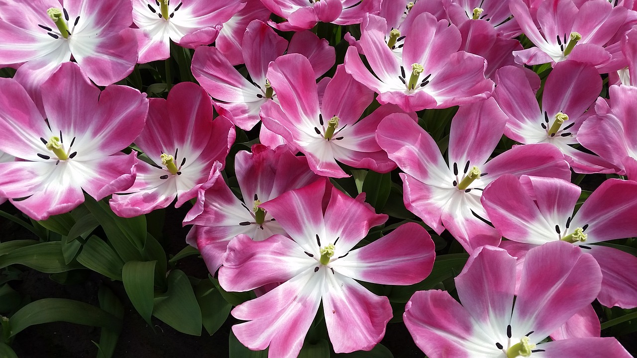 flowers tulips pink free photo