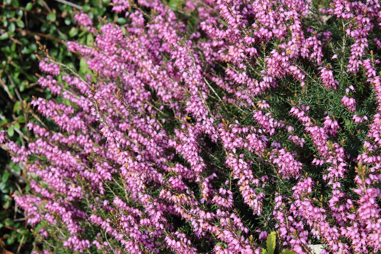 flowers purple bumblebee free photo