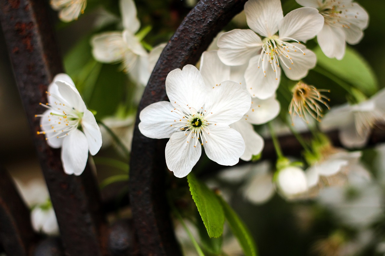 flowers cherry flowers spring three flowers free photo