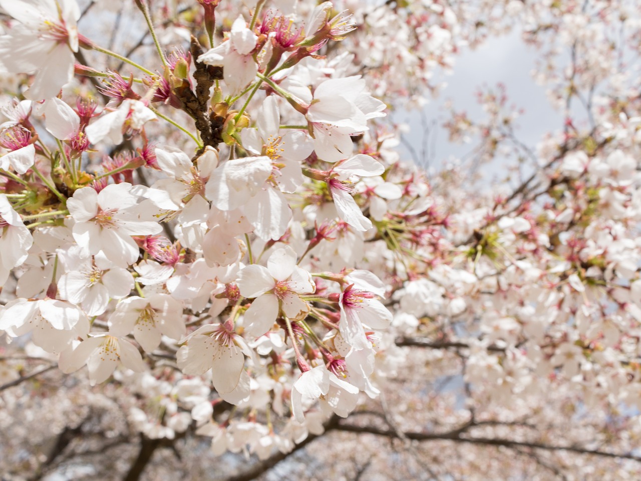 flowers cherry japan free photo