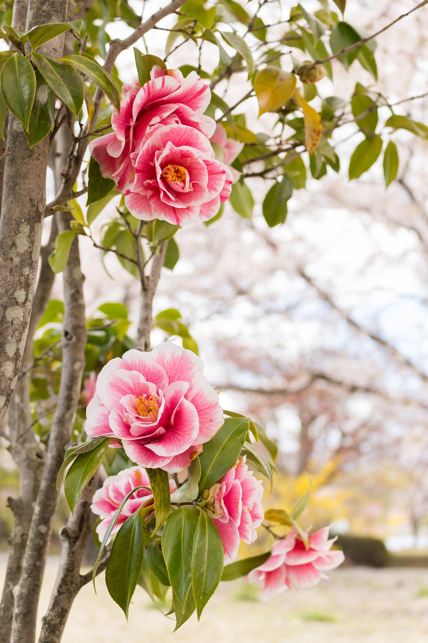 flowers camellia spring free photo