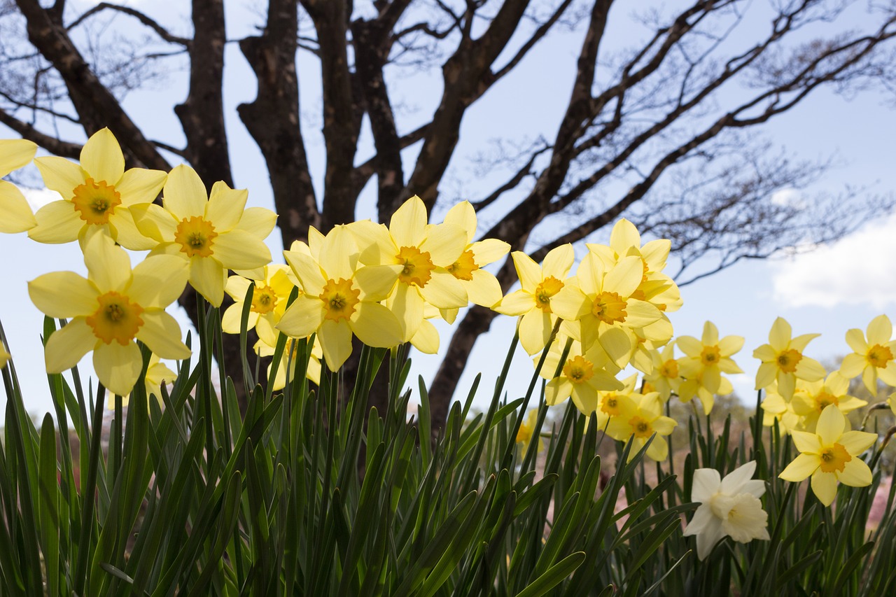 flowers spring japan free photo