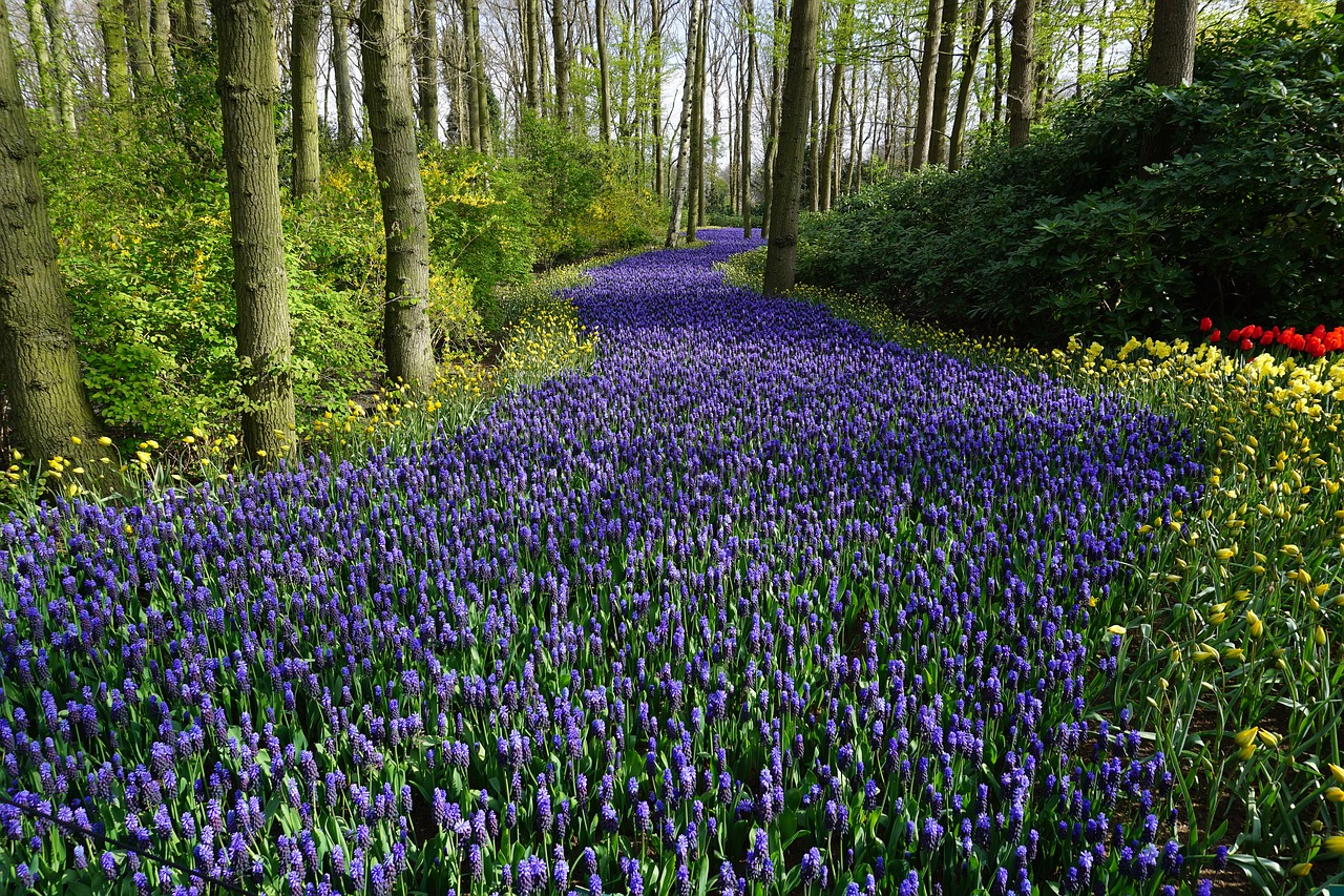 flowers forest meadow free photo