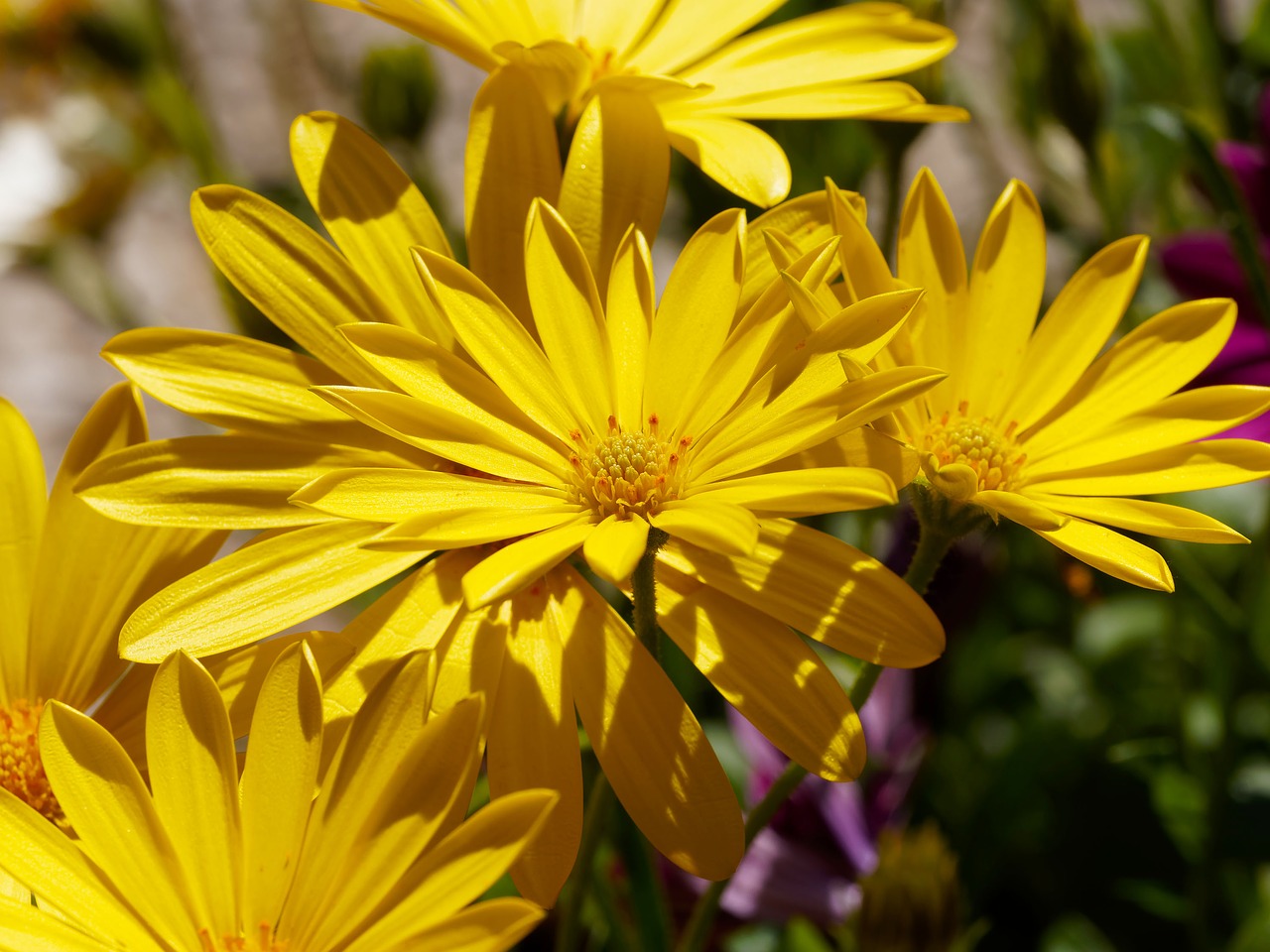 flowers margarita cape town marguerite free photo