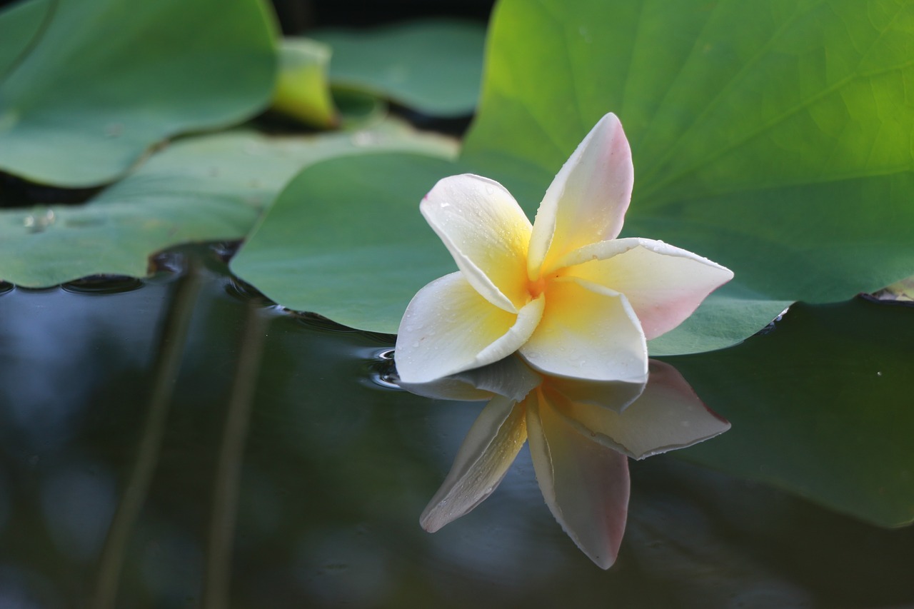 flowers frangipani more information free photo