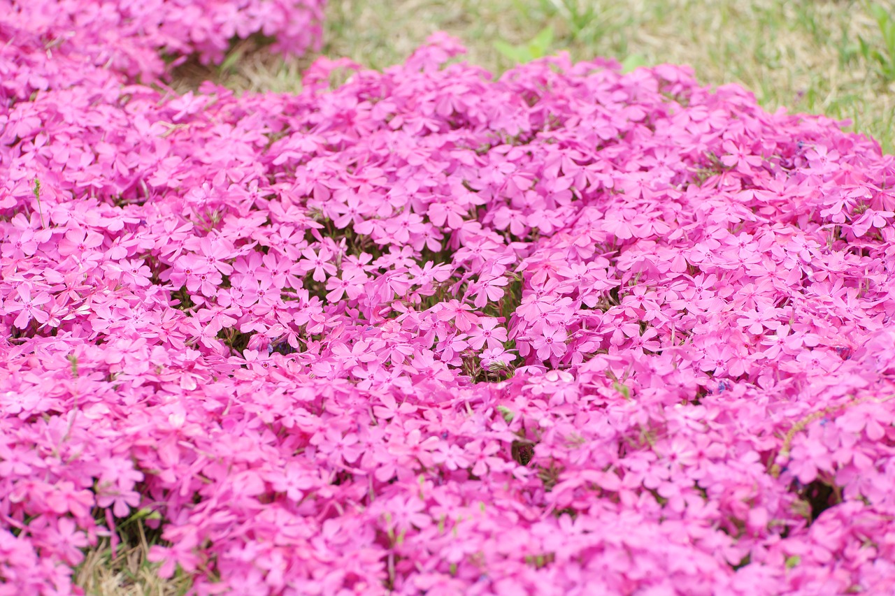 flowers flower spring free photo