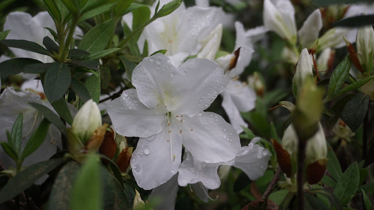 flowers natural plant free photo