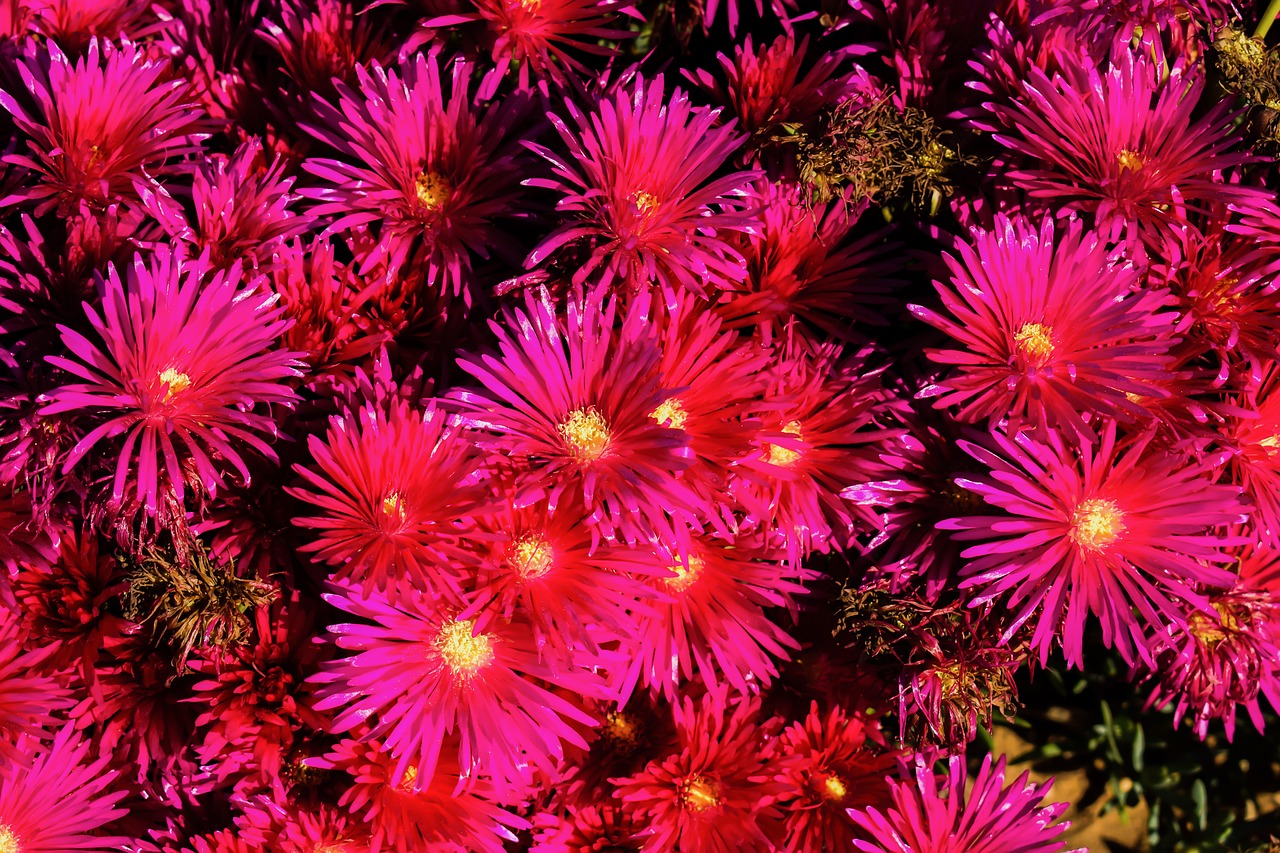 flowers colorful ammophilous free photo