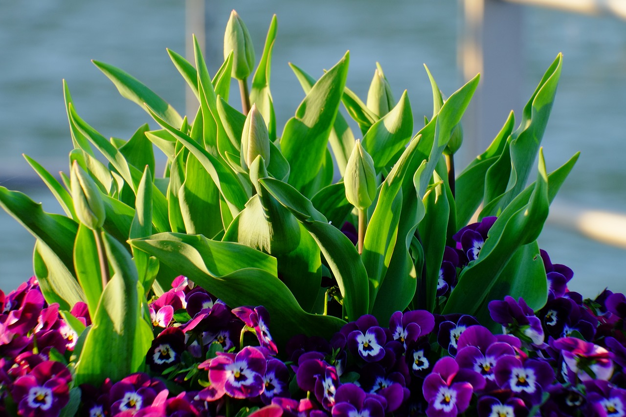 flowers close blossom free photo