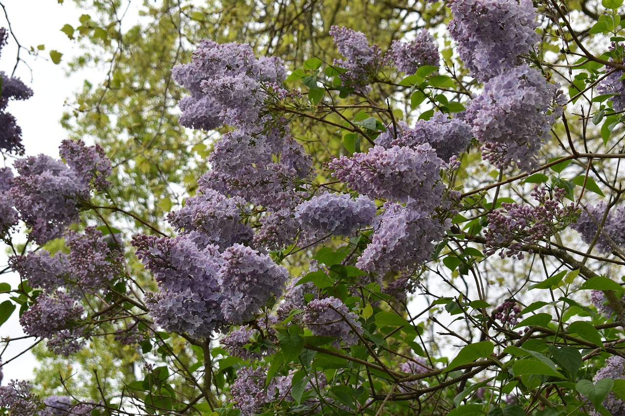 flowers tree park free photo