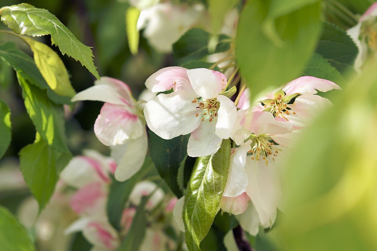 flowers spring plant free photo