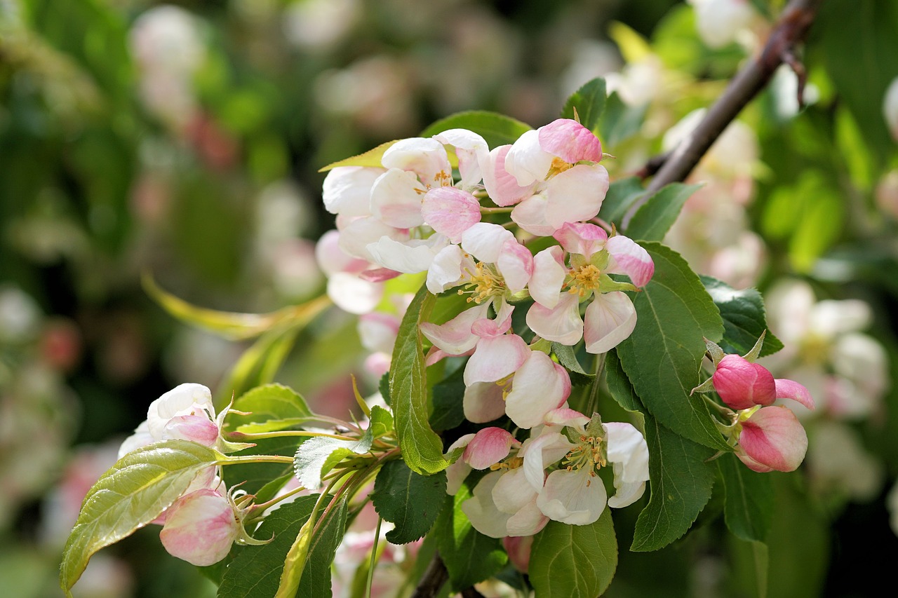 flowers spring plant free photo