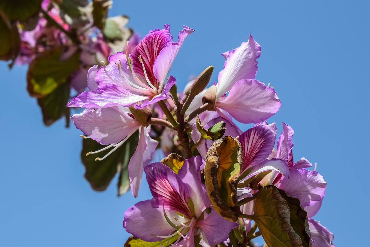 flowers stamens tree free photo