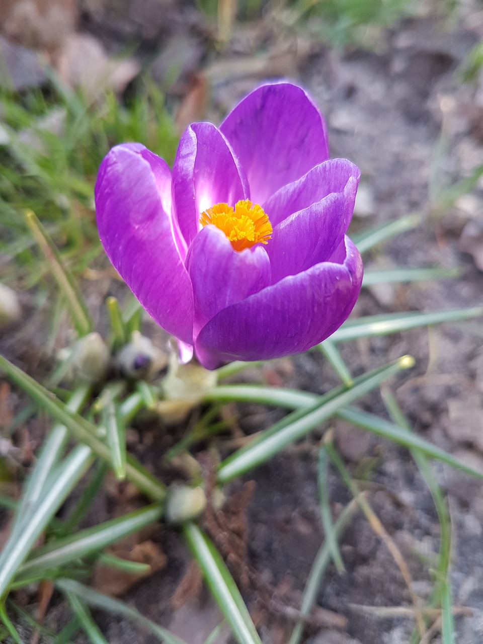 flowers spring crocus free photo