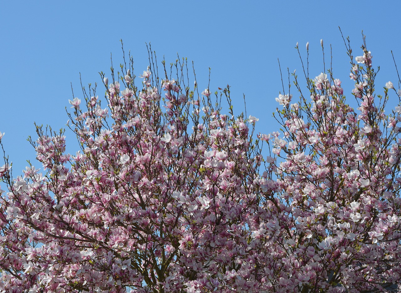 flowers shrub pink flowers free photo