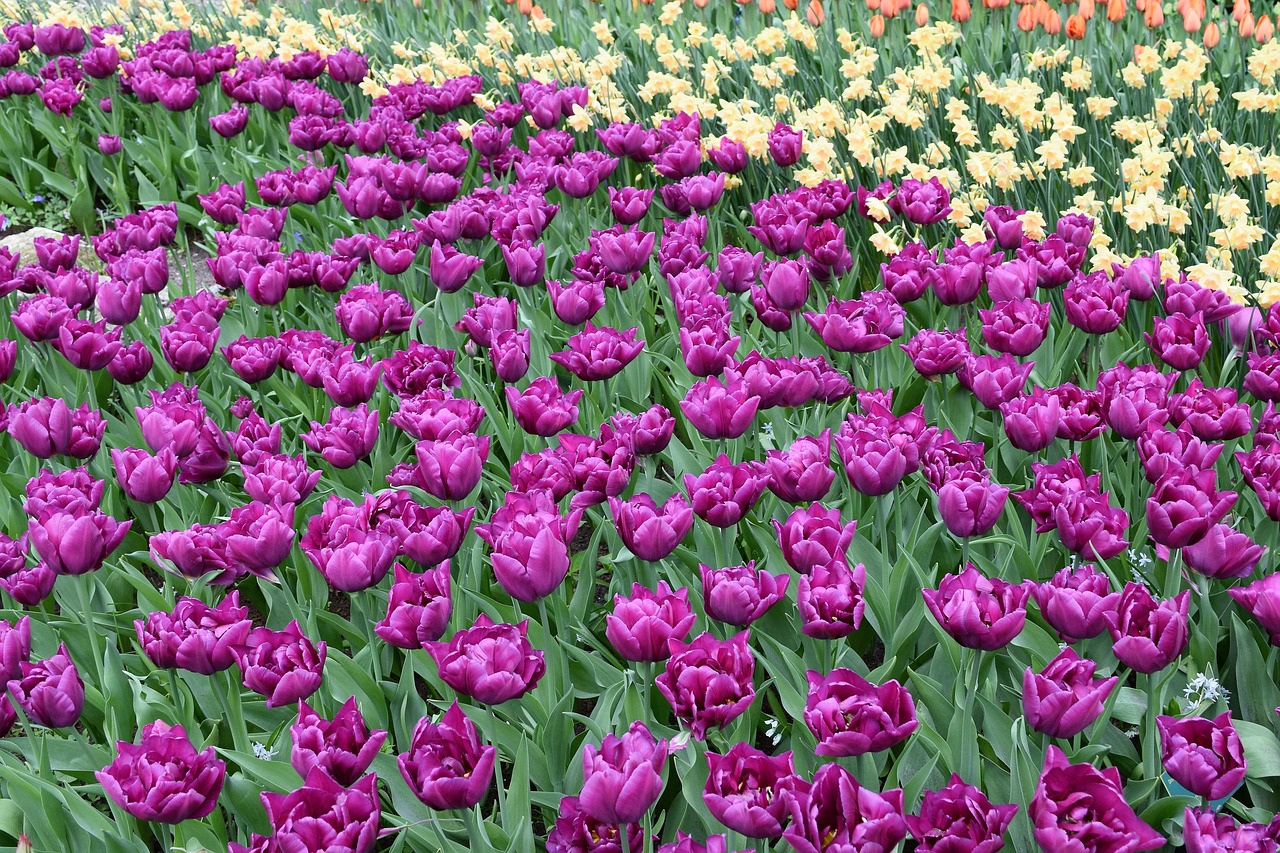 flowers tulips amsterdam free photo