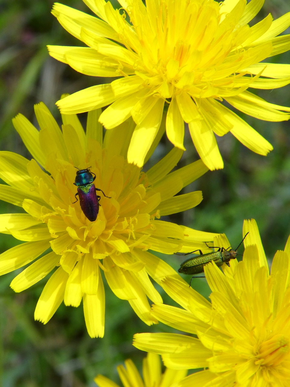 flowers insects bugs free photo