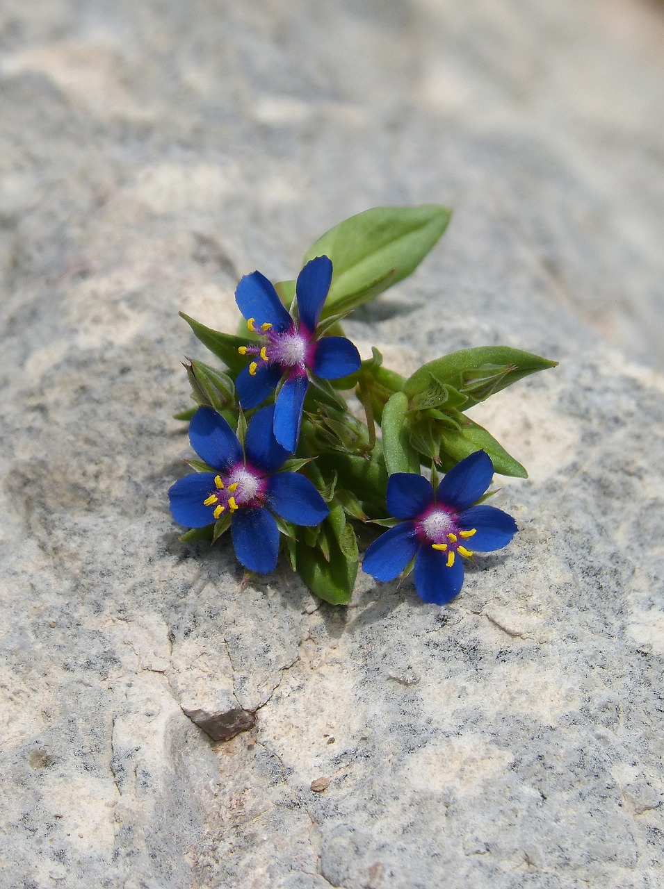 flowers wild flowers blue flowers free photo