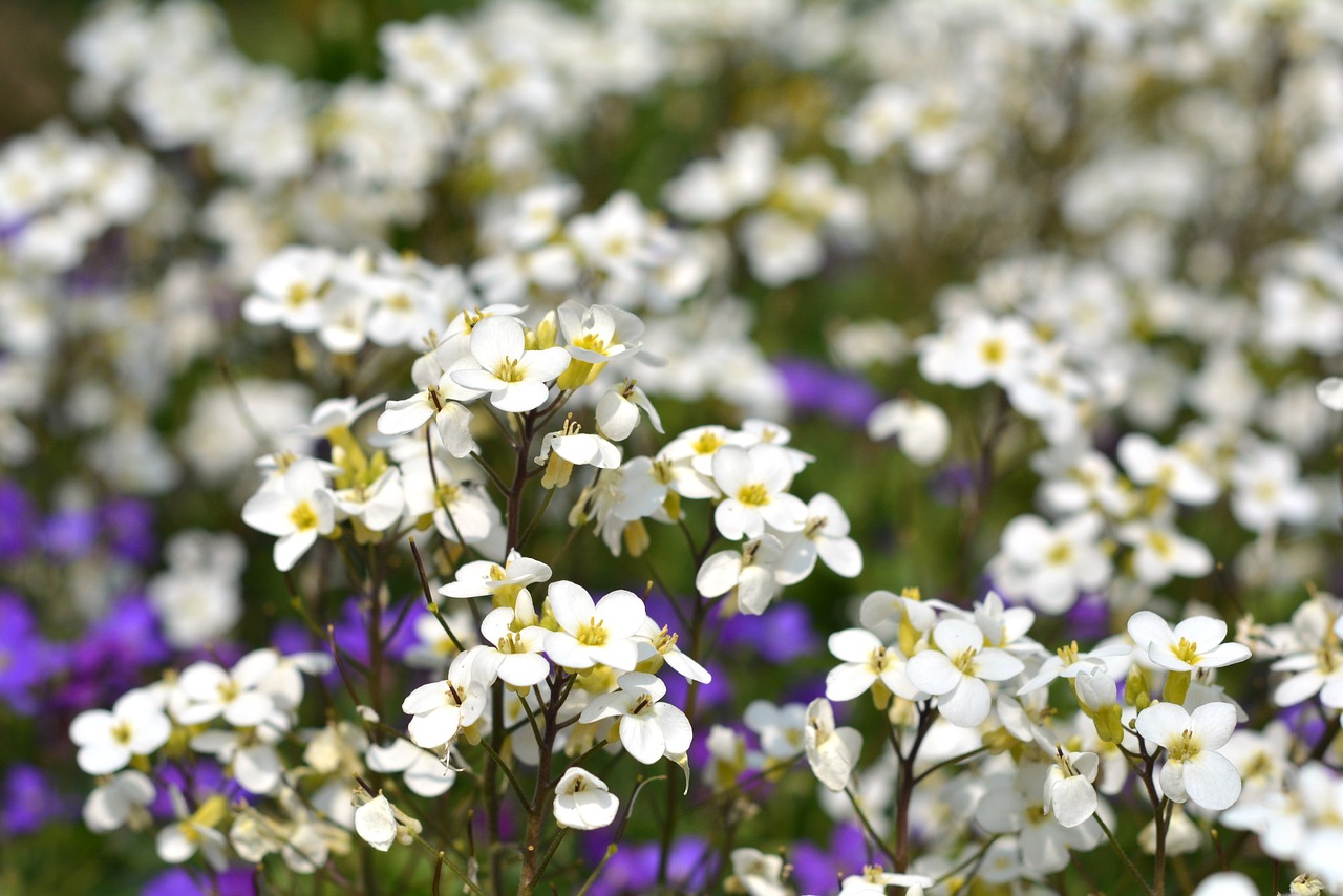 flowers white white flowers free photo