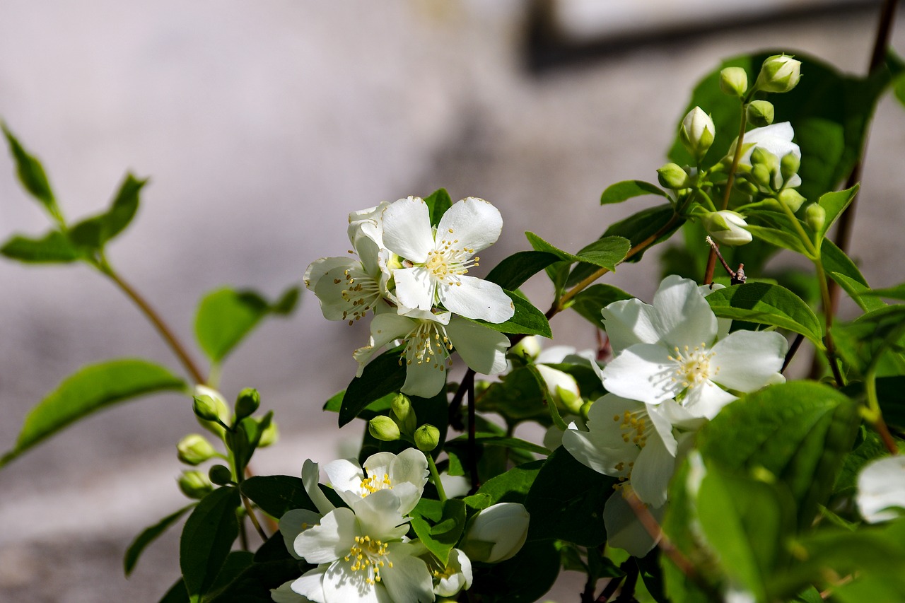 flowers filadelfo spring free photo