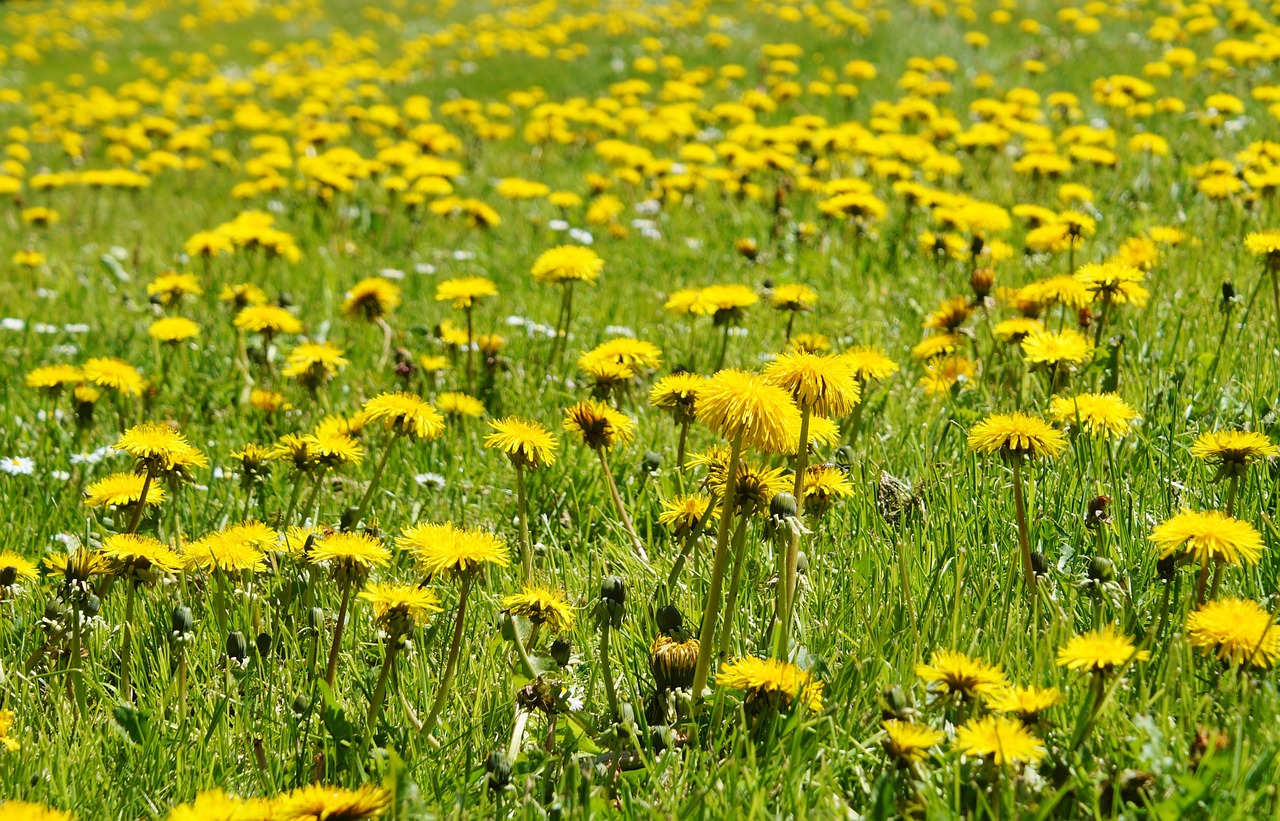 flowers meadow dandelion free photo