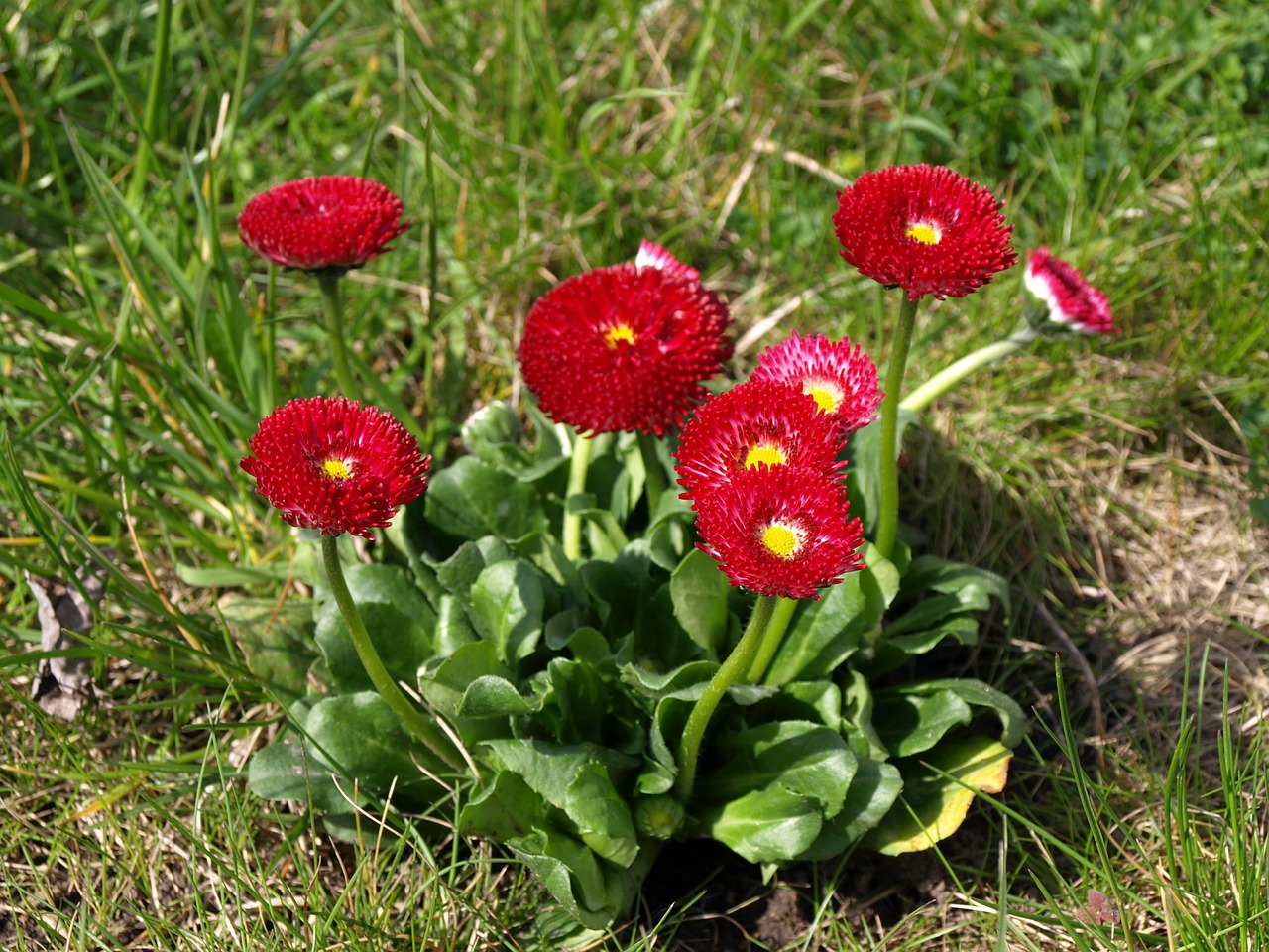 flowers daisies spring free photo