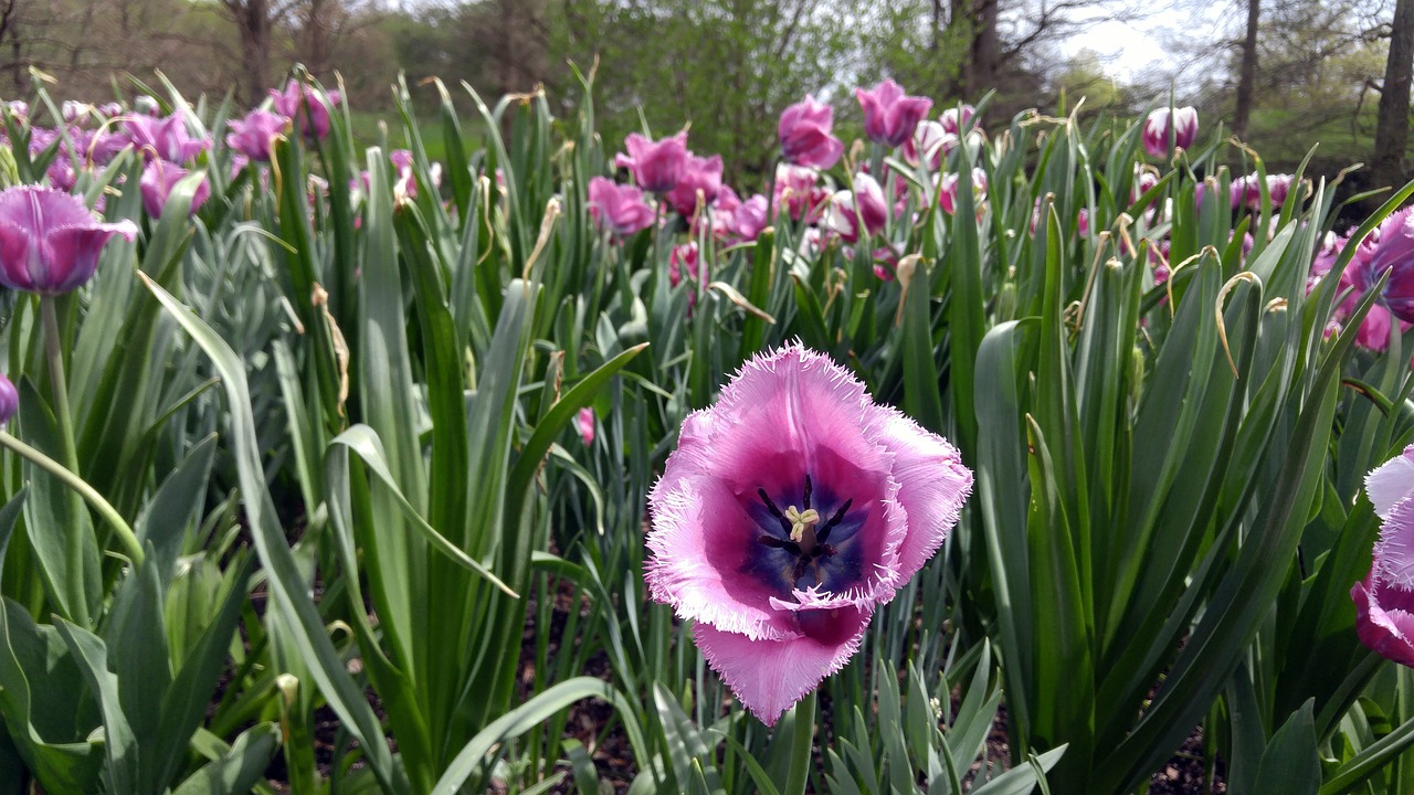 flowers tulips gardens free photo