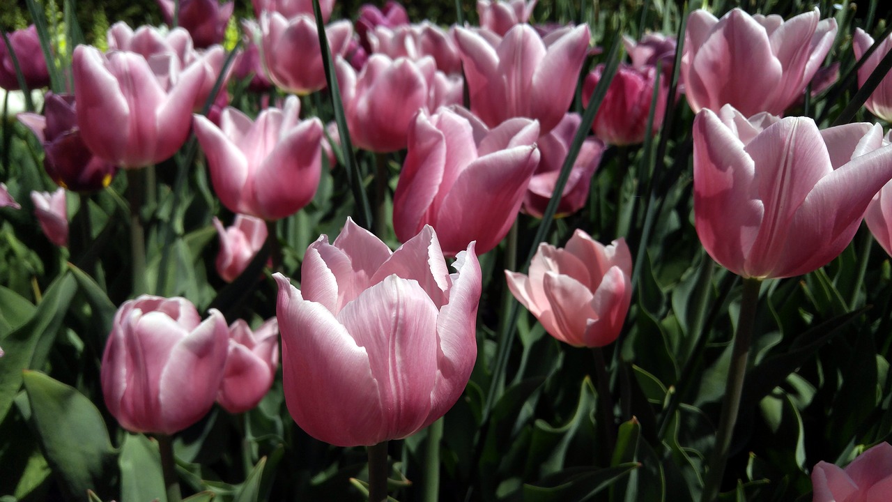 flowers tulips gardens free photo