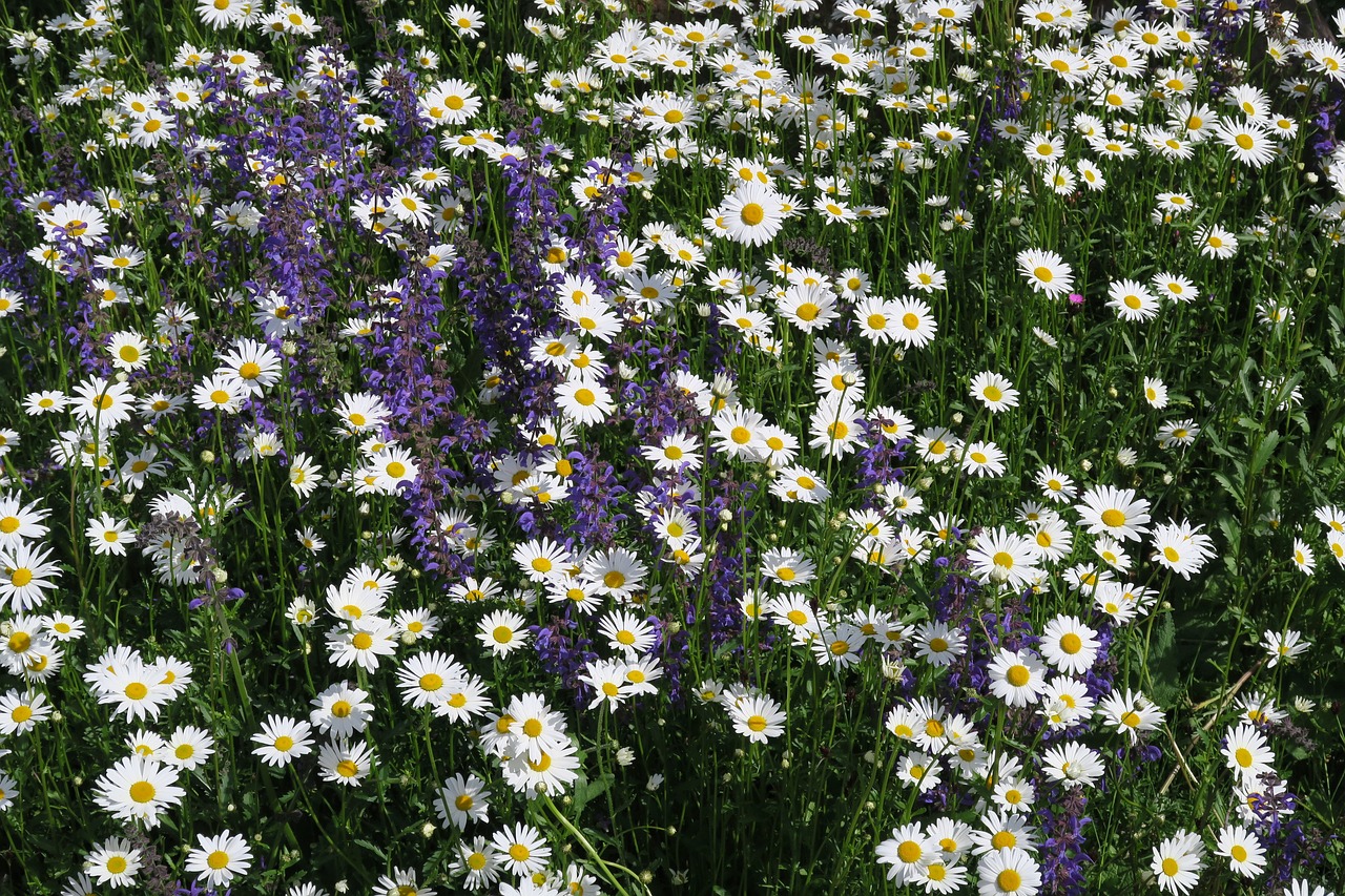 flowers meadow marguerite free photo