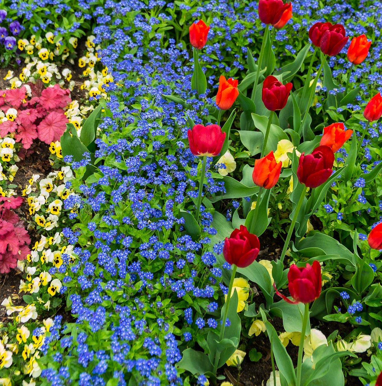 flowers tulips plant free photo