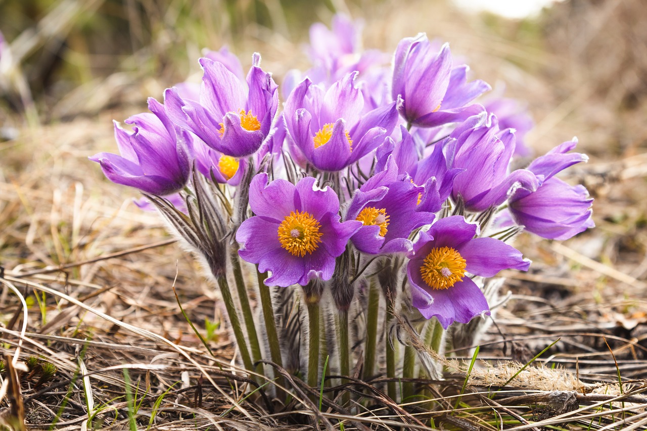 Весняні квіти фото і назви