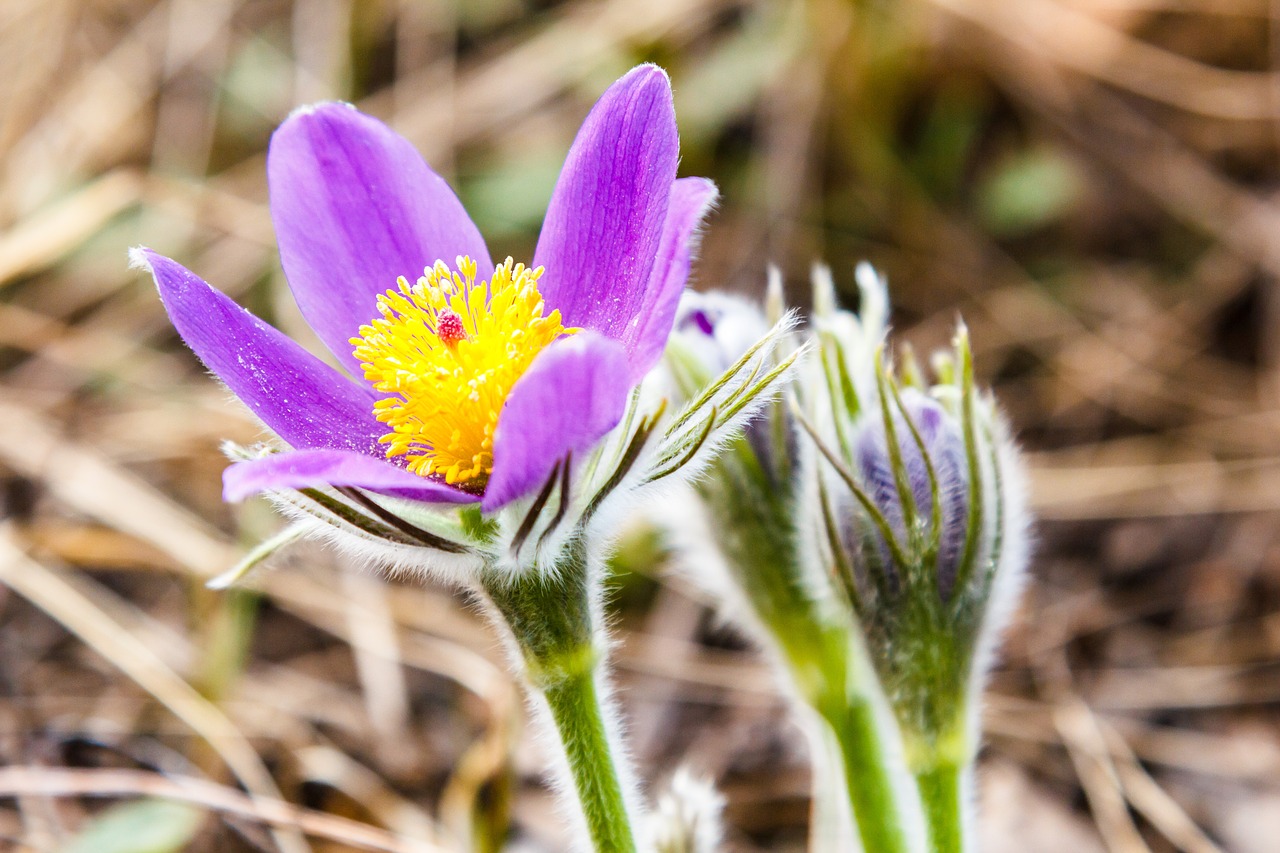 flowers spring plants free photo