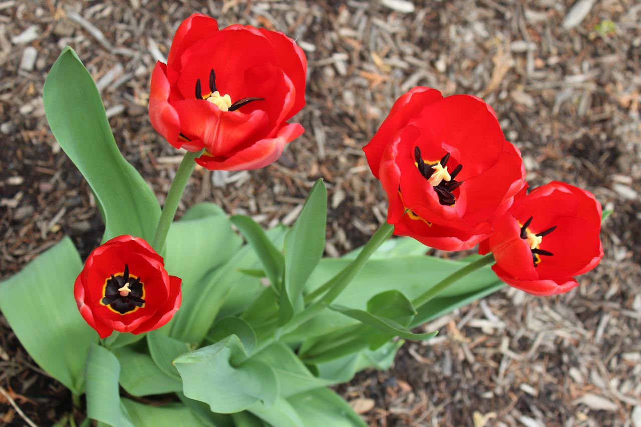 flowers tulips springtime free photo