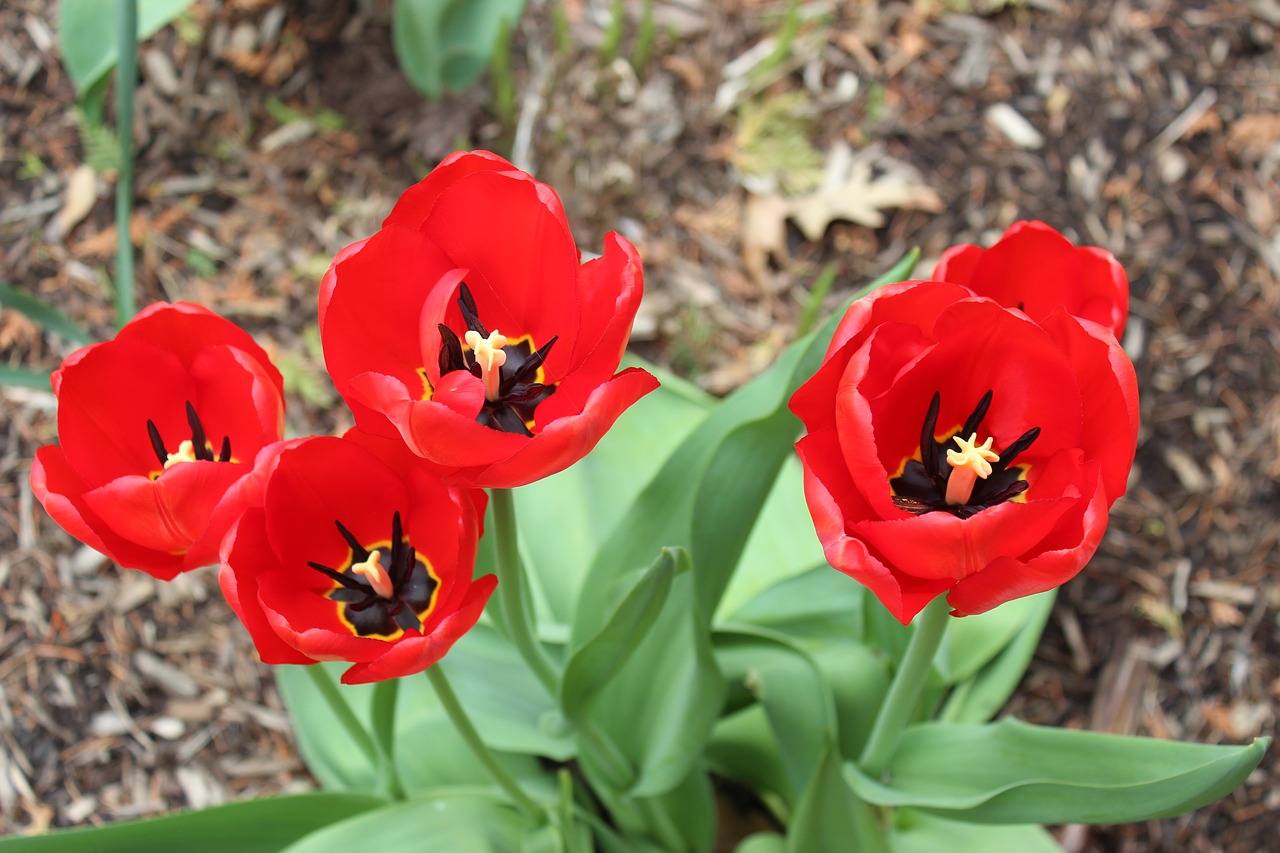 flowers tulips springtime free photo