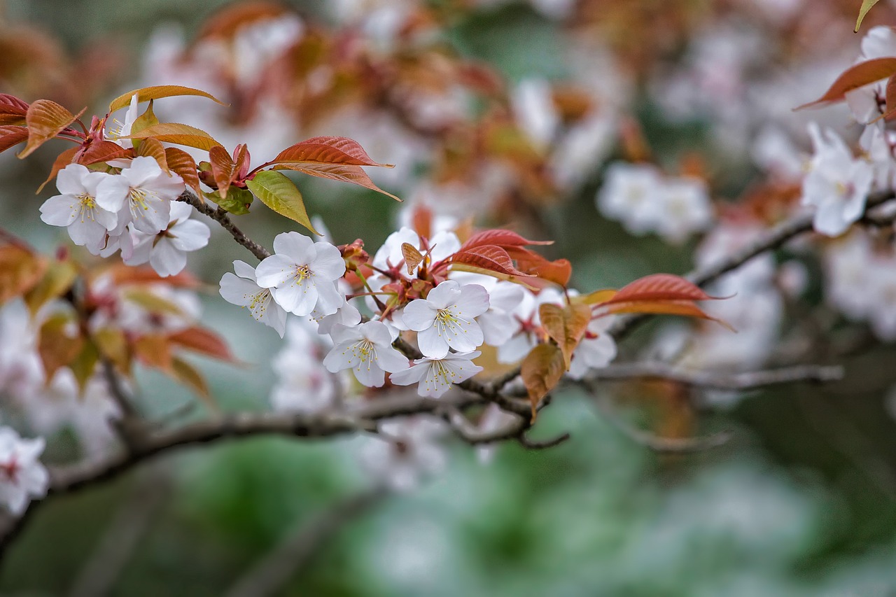 flowers prunus jamasakura april free photo