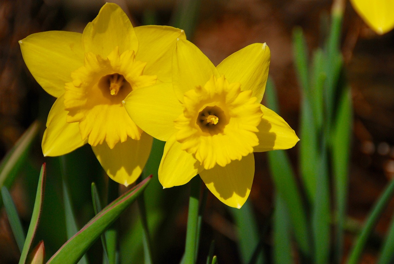 flowers daffodil yellow free photo