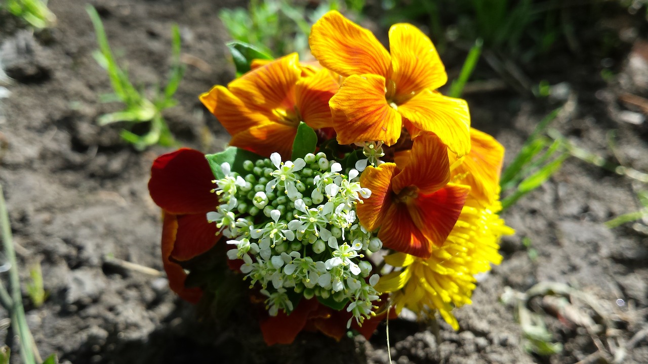 flowers bouquet summer free photo