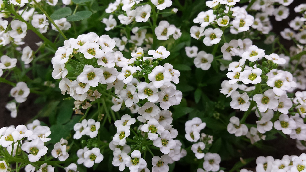 flowers white flowers bouquet free photo