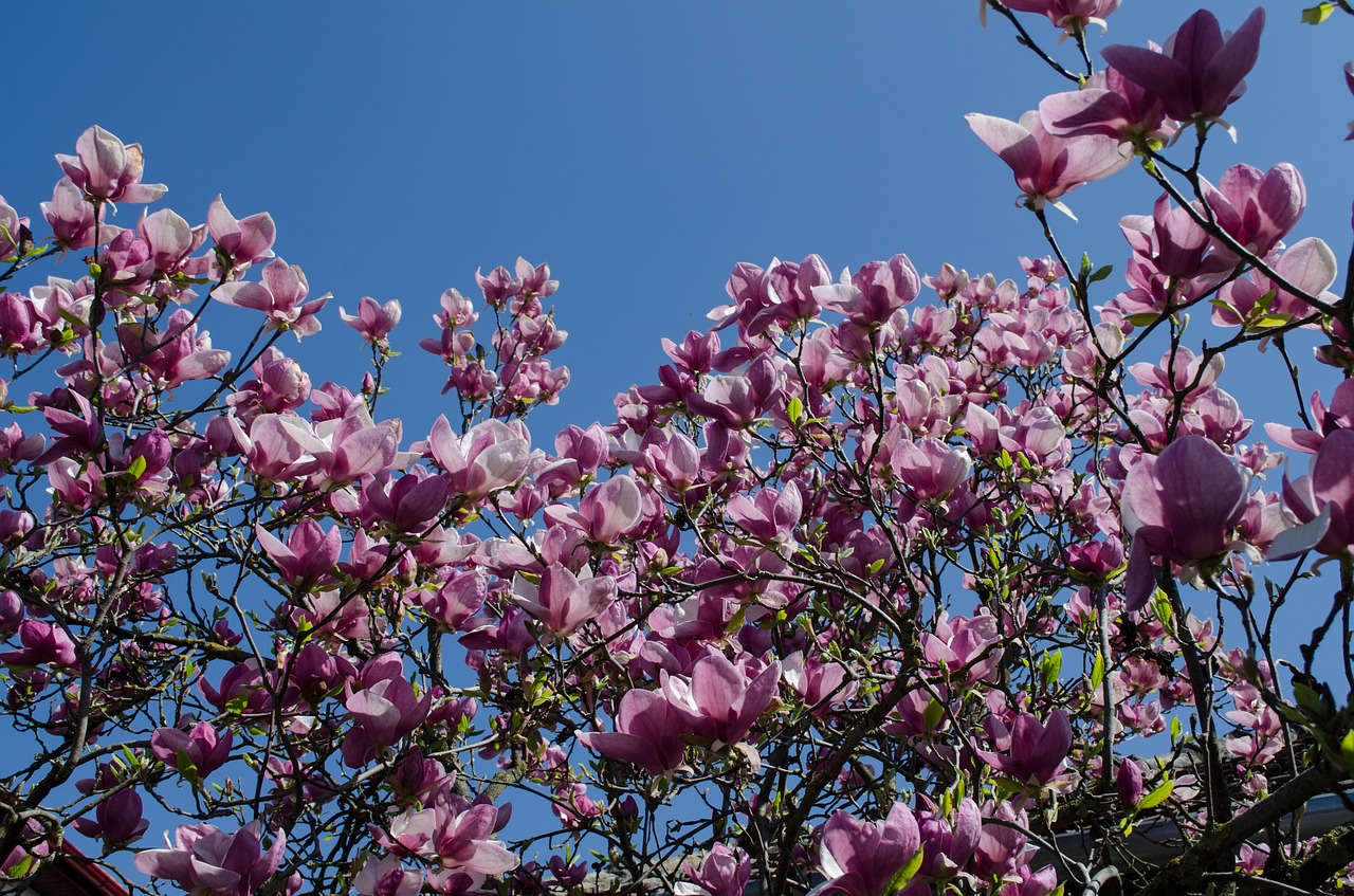 flowers tree magnolia free photo