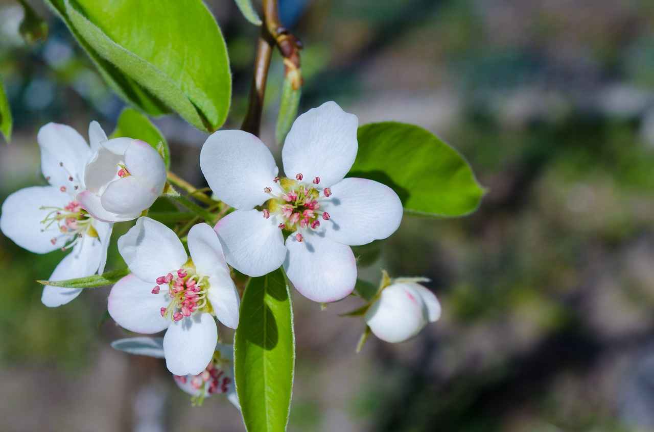 flowers tree nature free photo