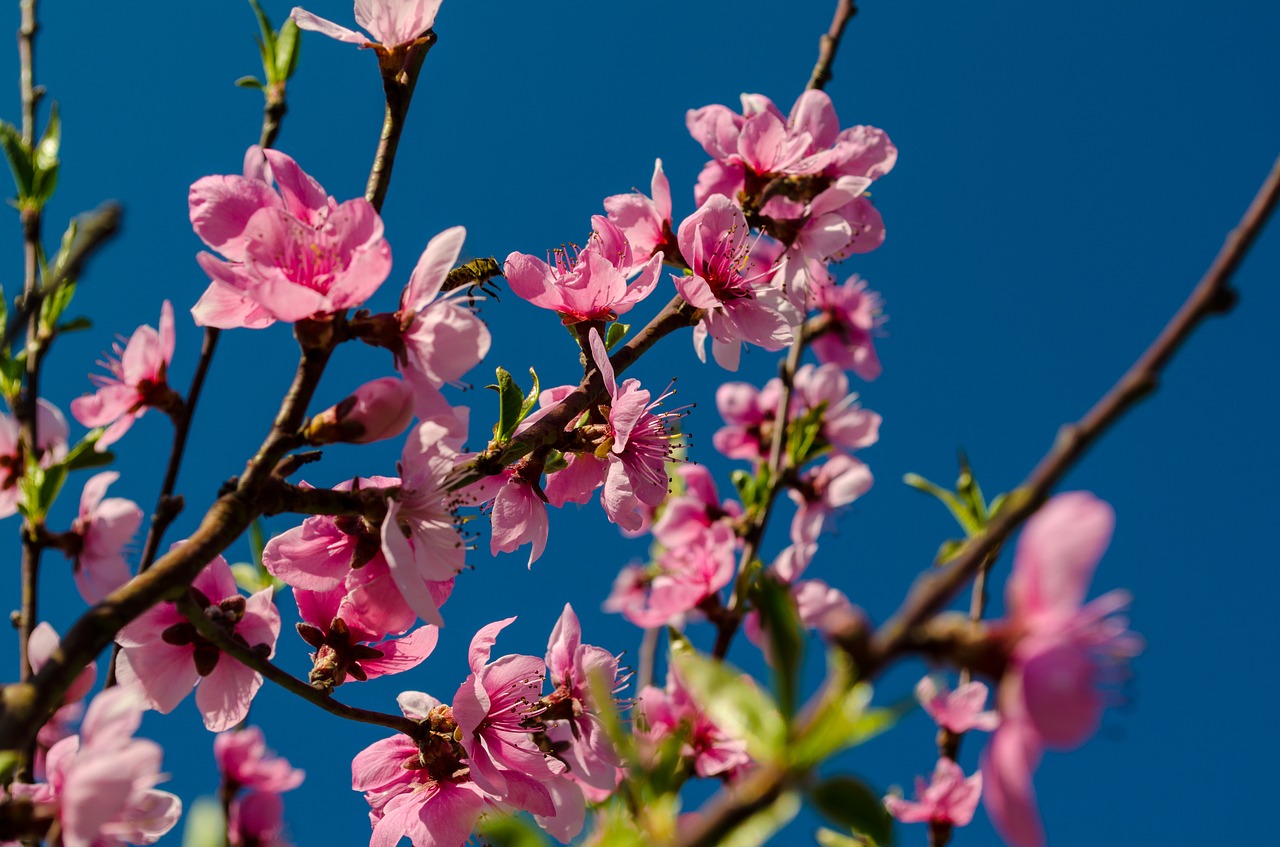 flowers tree nature free photo