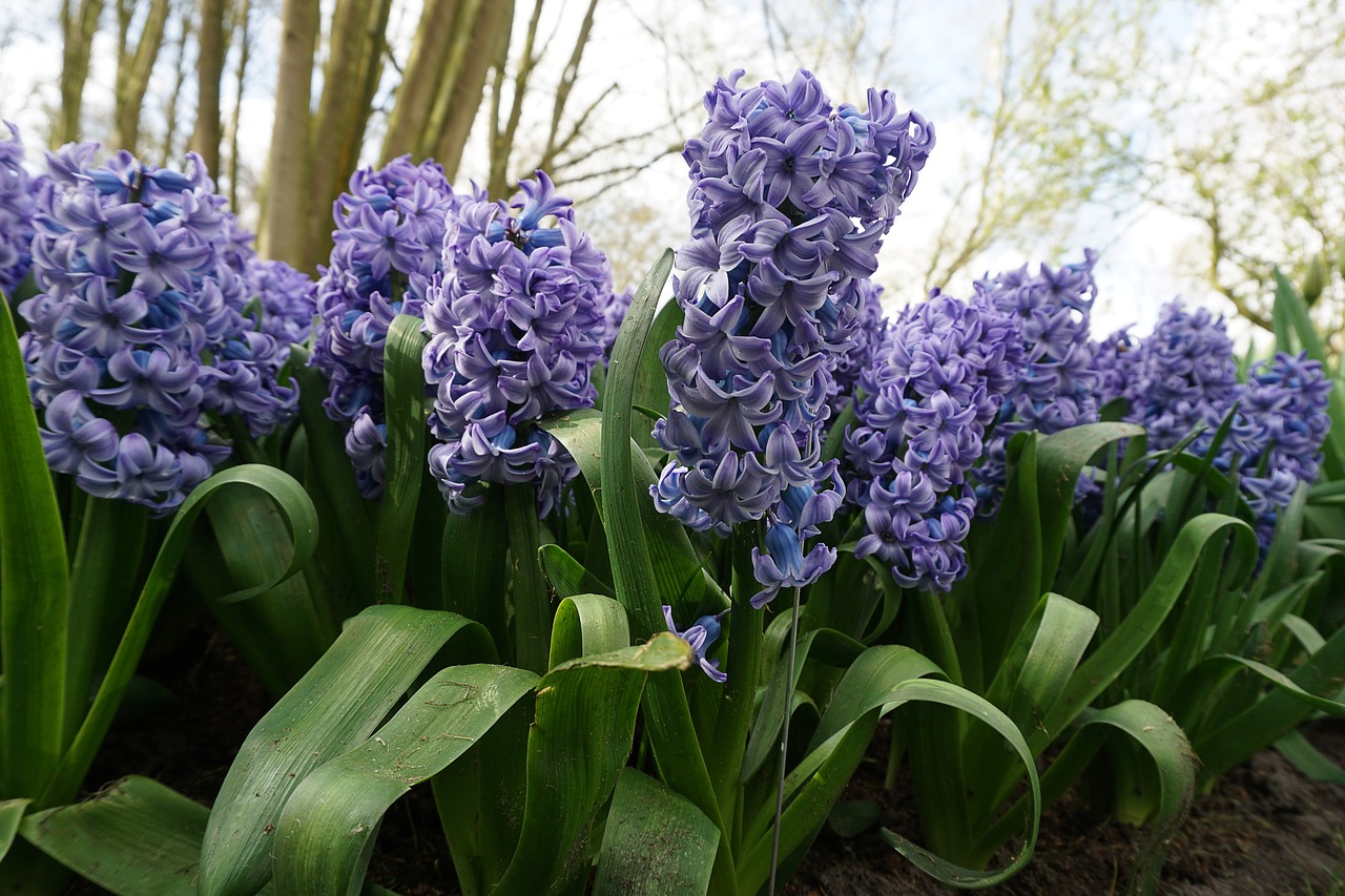 flowers plant spring free photo